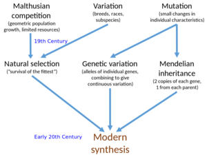 Diagrama de las ideas reunidas en la 'Síntesis moderna' en biología evolutiva de principios del siglo XX