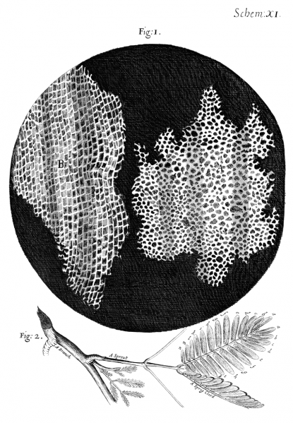 Archivo:Cork Micrographia Hooke.png