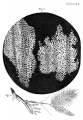 Cork Micrographia Hooke.png