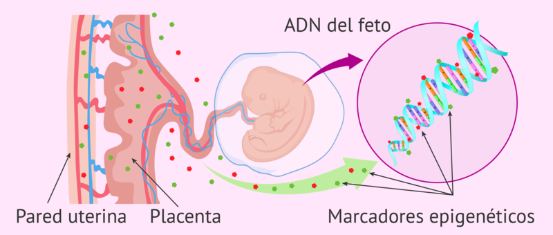 Archivo:Modificaciones-epigeneticas.png