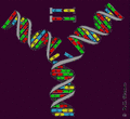 ADN Replicación.gif