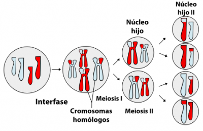 Proceso de la meiosis mediante el que se formarán las células gaméticas. Se parte de una célula germinal con 2n cromosomas (madre de los gametos), que tras dos divisiones celulares dará lugar a cuatro células con la mitad de cromosomas (n) y tras haber intercambiado regiones entre los cromosomas maternos y maternos por mecanismo del sobrecruzamiento