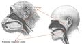 Laringe del simio y evolución.jpg