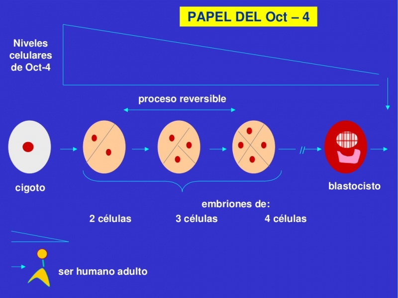 Archivo:Planos embrion.jpg