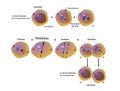 Mitosis (1).jpg