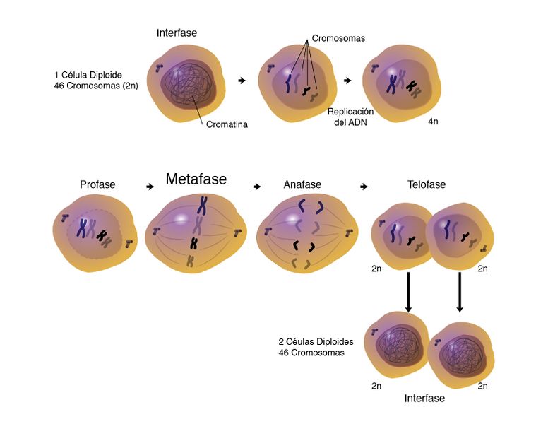 Archivo:Mitosis (1).jpg