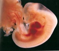 Embrion1.jpeg