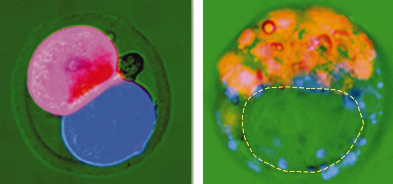 Archivo:Embryo Página 2 Imagen 0002.jpg