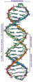 Estructura general de una sección de ADN..png