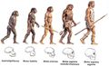 Evolución Humana.jpg
